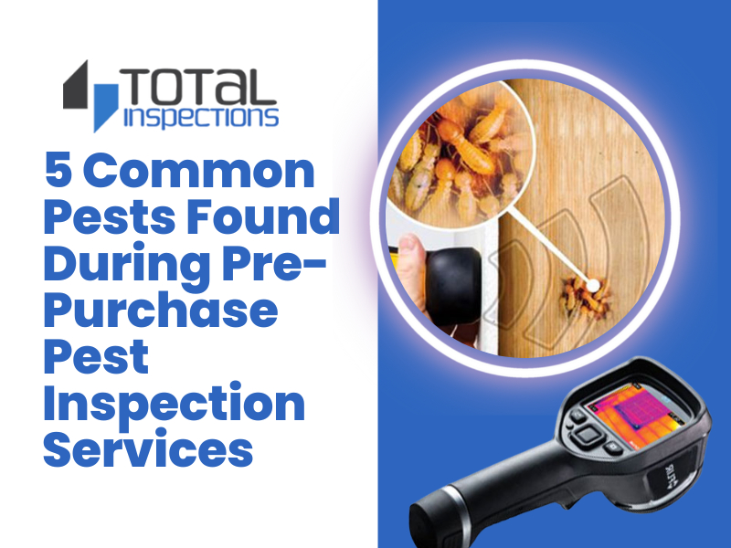 5-common-pests-found-during-pre-purchase-pest-inspection-services