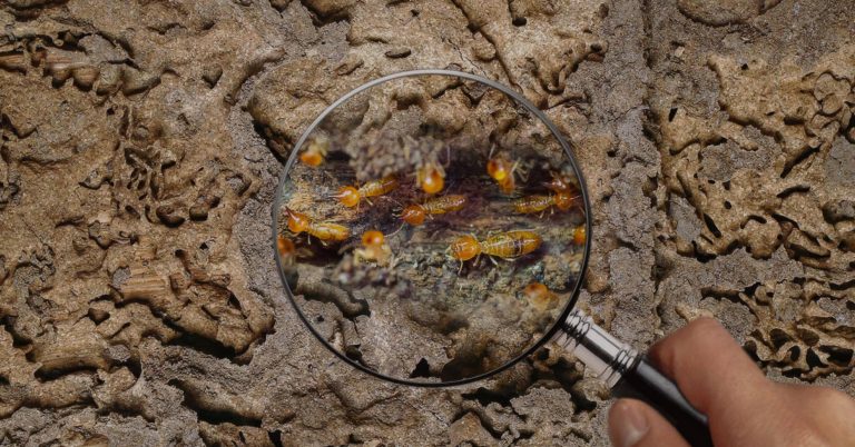termite inspections.