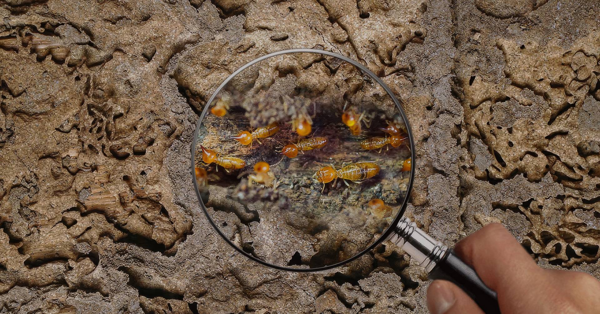termite inspections.